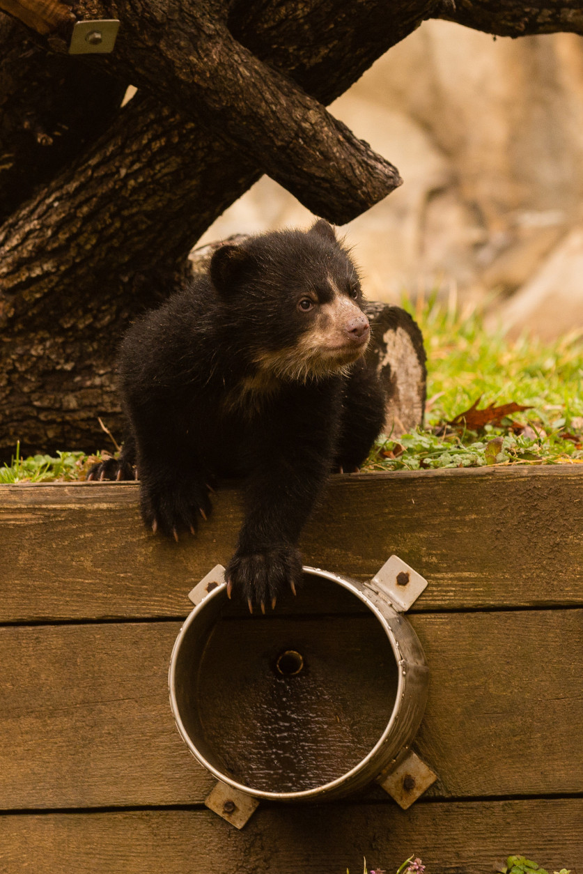 andean bears at National Zoo
