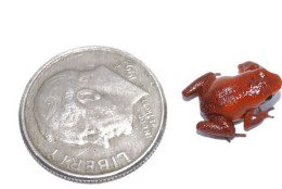 The tiny frog species only grows to 14 millimeters, and was first collected in central Panama. (Jorge Guerrel/Smithsonian Tropical Research Institute)