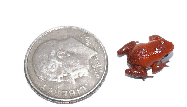 The tiny frog species only grows to 14 millimeters, and was first collected in central Panama. (Jorge Guerrel/Smithsonian Tropical Research Institute)