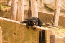 andean bear cubs at National Zoo