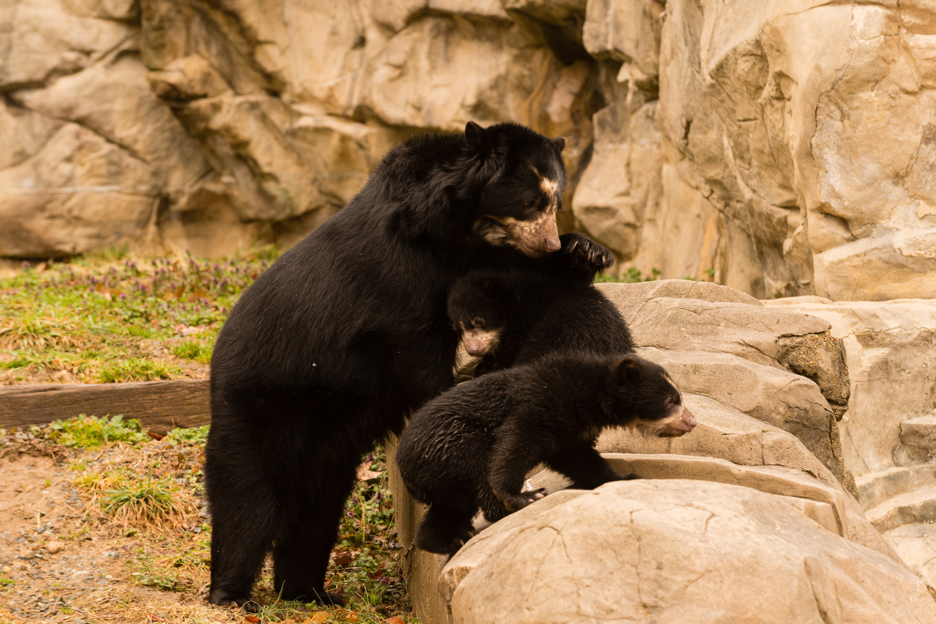 andrean bears at National Zoo