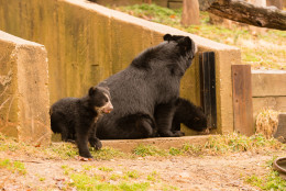 andean bears at National Zoo