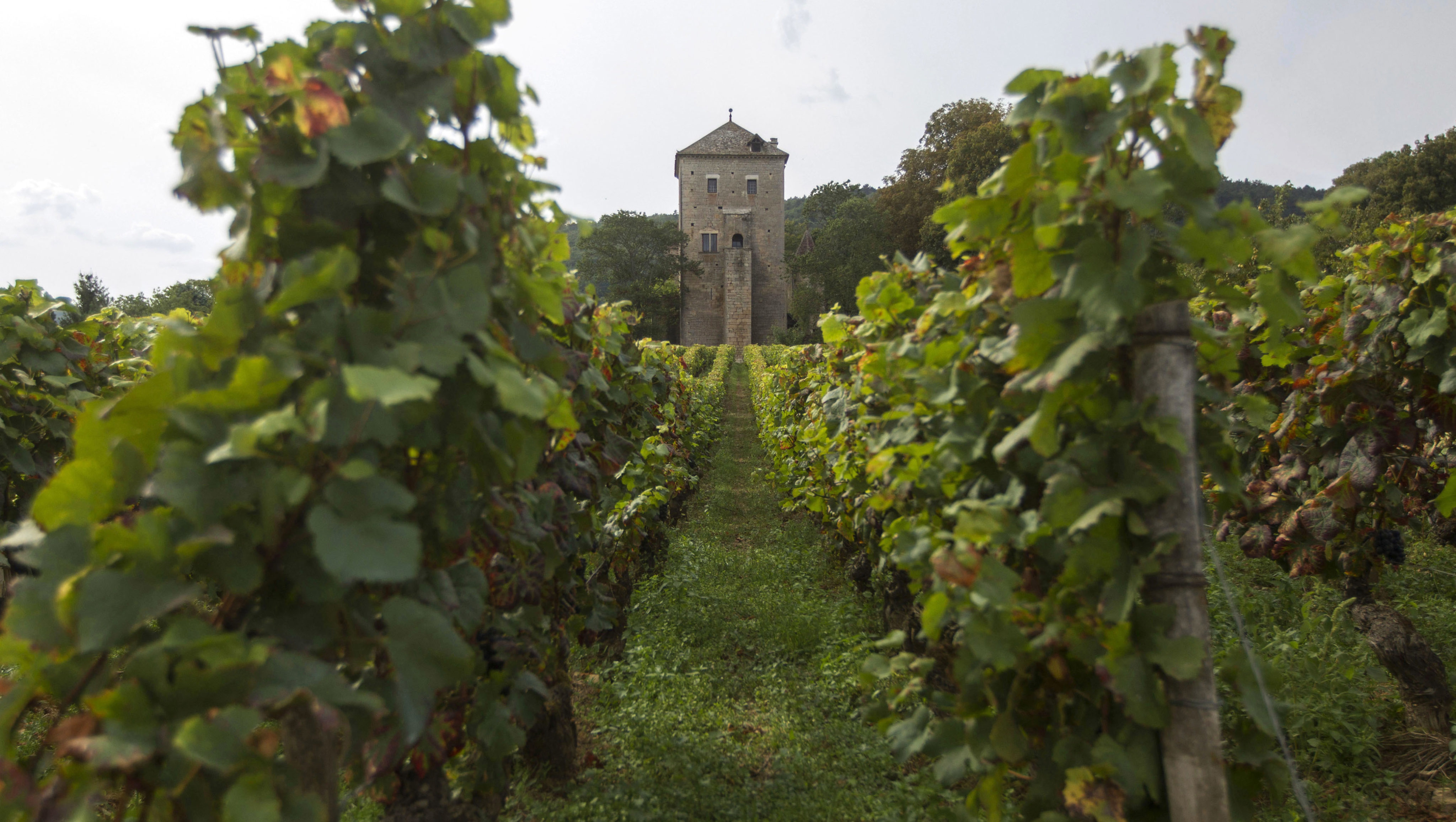 dry white wine from burgundy