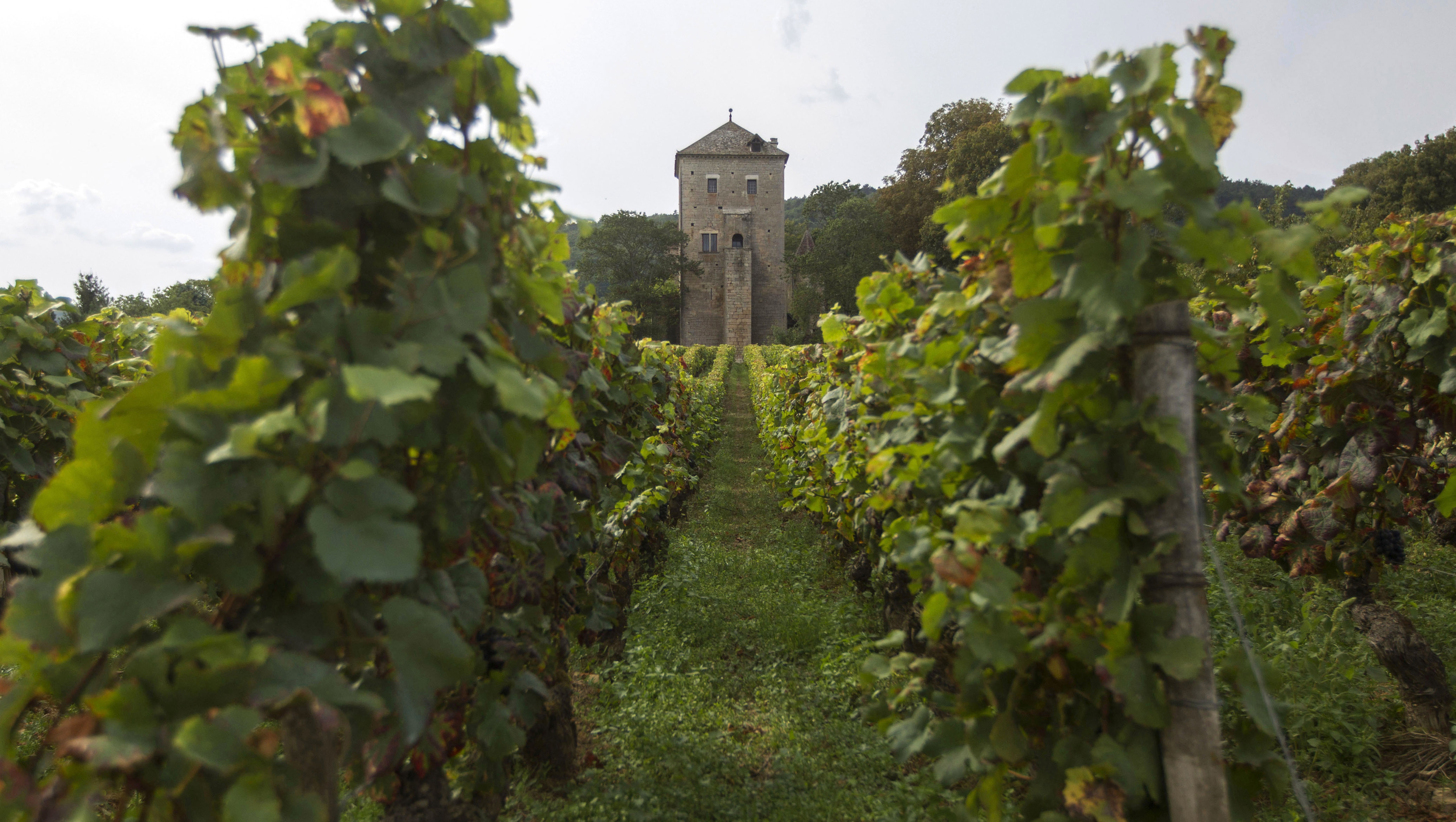 Wine of the Week: The white wines of Burgundy
