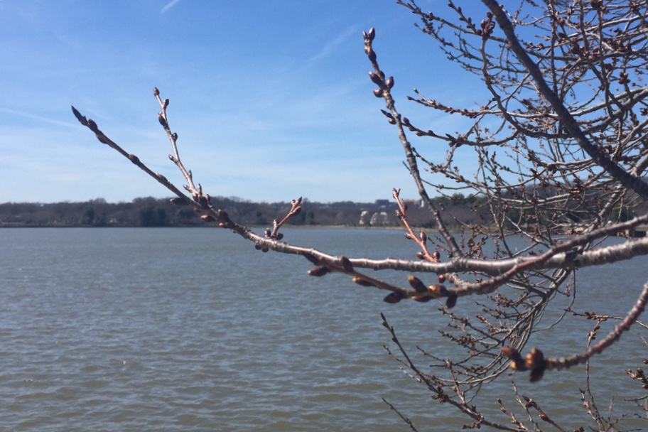 NPS: Cold weather won’t wilt cherry blossoms’ peak bloom date