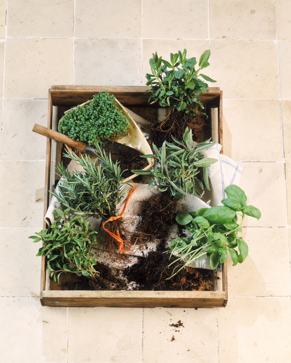 Herbal plants in carton, close-up