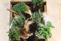 Herbal plants in carton, close-up