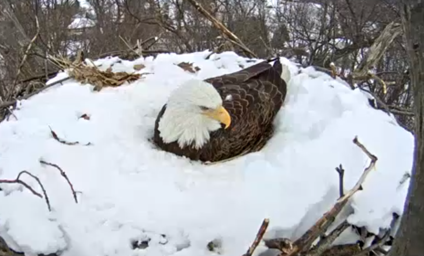 On Saturday, March 7, one of the eagles is seen continuing to protect the eggs. (Screenshot/Pennsylvania Game Commission)