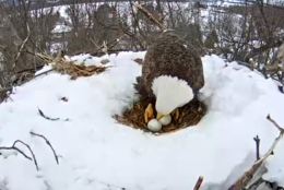 On Saturday, March 7, the sitting eagle shares a glimpse of her two eggs as she stands up for a brief moment to rotate them. (Screenshot/Pennsylvania Game Commission)