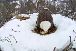 On Saturday, March 6, the sitting eagle shares a glimpse of her two eggs as she stands up for a brief moment to rotate them. (Screenshot/Pennsylvania Game Commission)