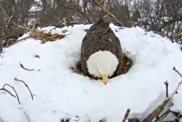 After getting the eggs in the right place, the eagle  leans its chest down (the brood patch, if this is indeed the female) and wiggles around as it nestles the eggs in. (Screenshot/Pennsylvania Game Commission)