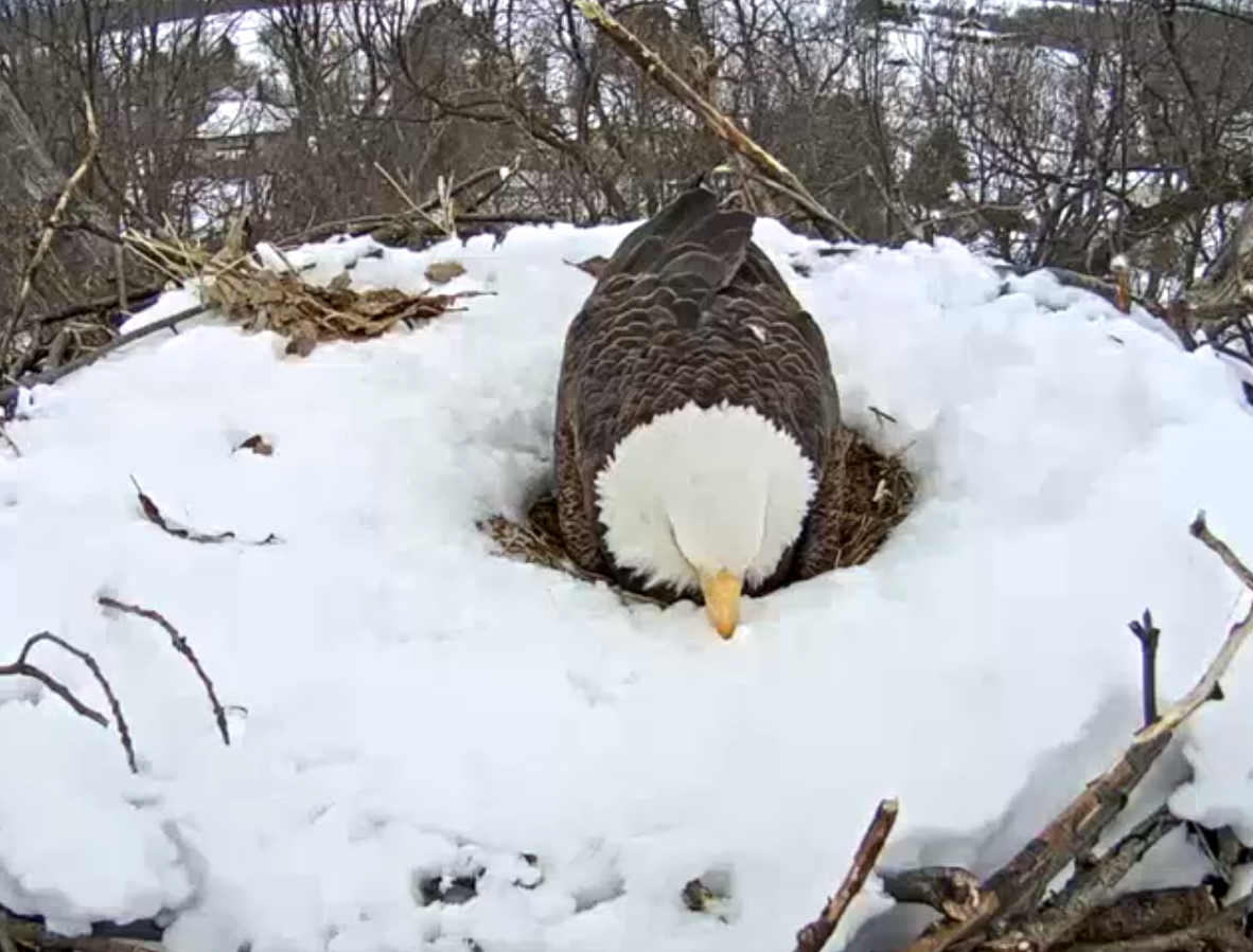 After getting the eggs in the right place, the eagle  leans its chest down (the brood patch, if this is indeed the female) and wiggles around as it nestles the eggs in. (Screenshot/Pennsylvania Game Commission)