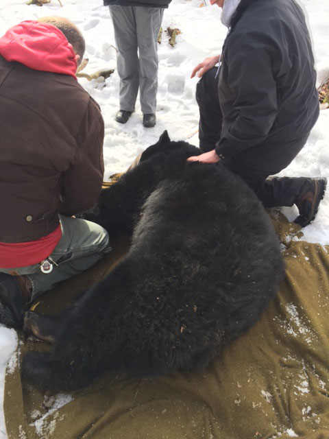 By tracking the bears and their health, Spiker says, Maryland DNR is looking at the health of the ecosystem as a whole. (DNR)