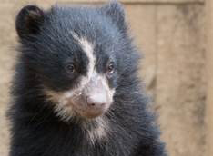 Andean bears at the National Zoo have been named. (Courtesy Smithsonian's National Zoo/Abby Wood)