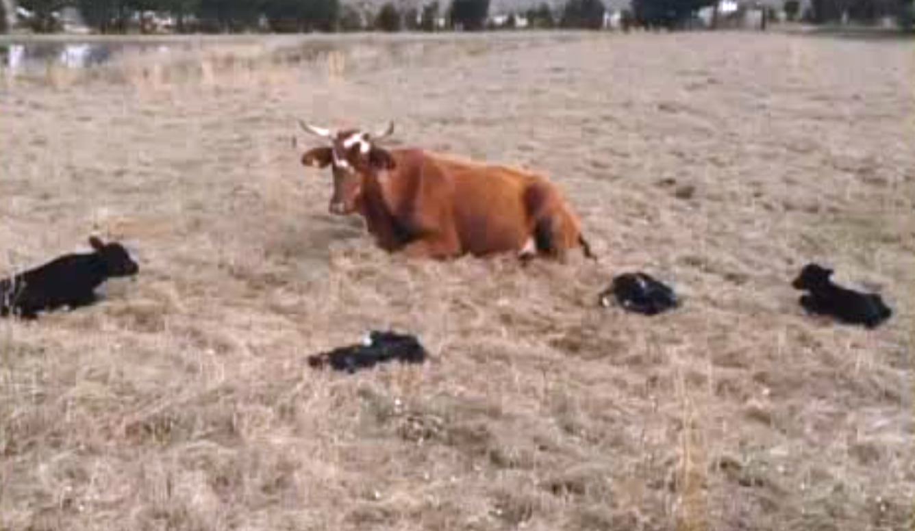 Odds of rare, live quadruplet calves 1 in 1.1M