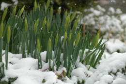 A coating of snow in late March 2013 wasn't enough to thwart the coming of spring.  (WTOP/Dave Dildine)