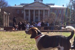 Dover, an adopted beagle, lobbies Maryland lawmakers in front of the state capitol to support a bill offering tax credit for pet adoptions on Thursday, March 12, 2015. (WTOP/Kate Ryan)