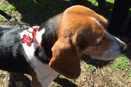 Dover, an adopted beagle, lobbies Maryland lawmakers in front of the state capitol to support a bill offering tax credit for pet adoptions on Thursday, March 12, 2015. (WTOP/Kate Ryan)