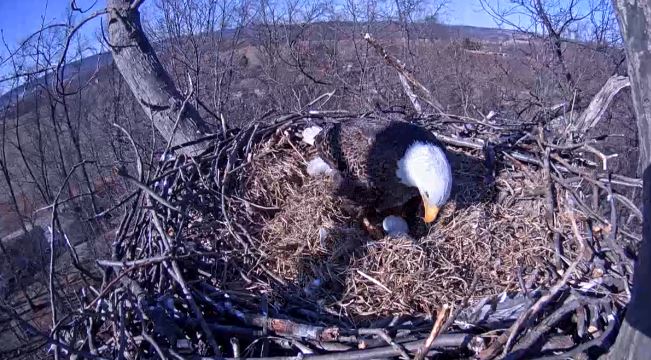 The eagle re-positioned itself during the day, giving viewers a glance of the two eggs. (Screenshot/Pennsylvania Game Commission)