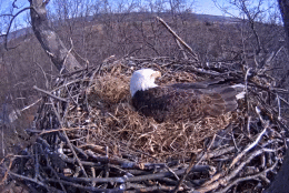 This Pennsylvania bald eagle will protect its eggs at all costs. (Screenshot/Pennsylvania Game Commission)
