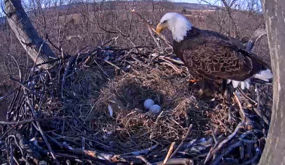 The eagle remained alert at its nest Sunday, March 22, 2015. (Screenshot/Pennsylvania Game Commission)
