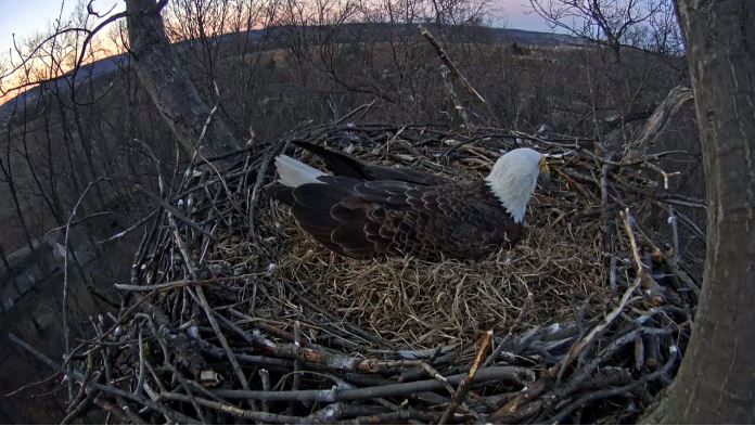 The watchful eagle is pictured as the sun sets on March 22, 2015. (Screenshot/Pennsylvania Game Commission)