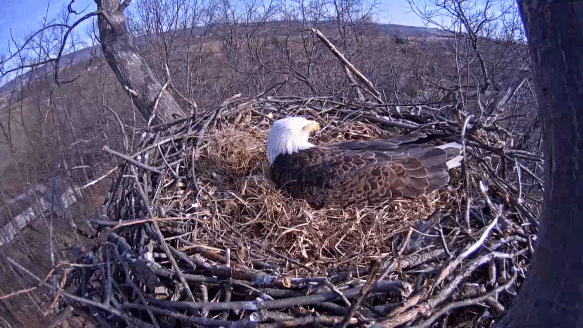 Dedicated bald eagle continues to tend to eggs as hatching begins