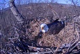 The eagle continued to watch over its eggs Sunday, March 22, 2015. (Screenshot/Pennsylvania Game Commission)