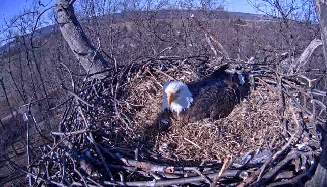 The eagle continued to watch over its eggs Sunday, March 22, 2015. (Screenshot/Pennsylvania Game Commission)