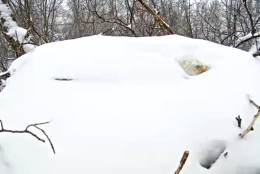 Mother eagle protects her eggs as snow falls. (Image courtesy of Pennsylvania Game Commission)