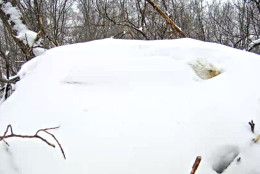 Mother eagle protects her eggs as snow falls. (Image courtesy of Pennsylvania Game Commission)