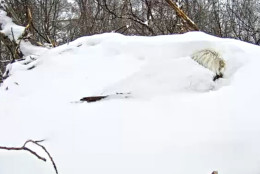 Snow has begun to cover the second eagle, but it remains steadfast.  (Image courtesy Pennsylvania Game Commission)