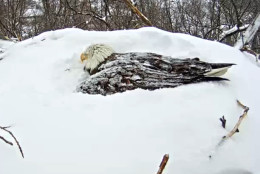 Around 5:20 p.m. on March 5, the eagle on duty was facing a new direction. Everyone needs a little change of scenery. (Image courtesy of Pennsylvania Game Commission)