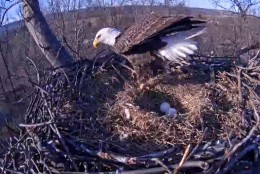 After a brief break, the eagle returned to its nest Sunday, March 22, 2015. (Screenshot/Pennsylvania Game Commission)