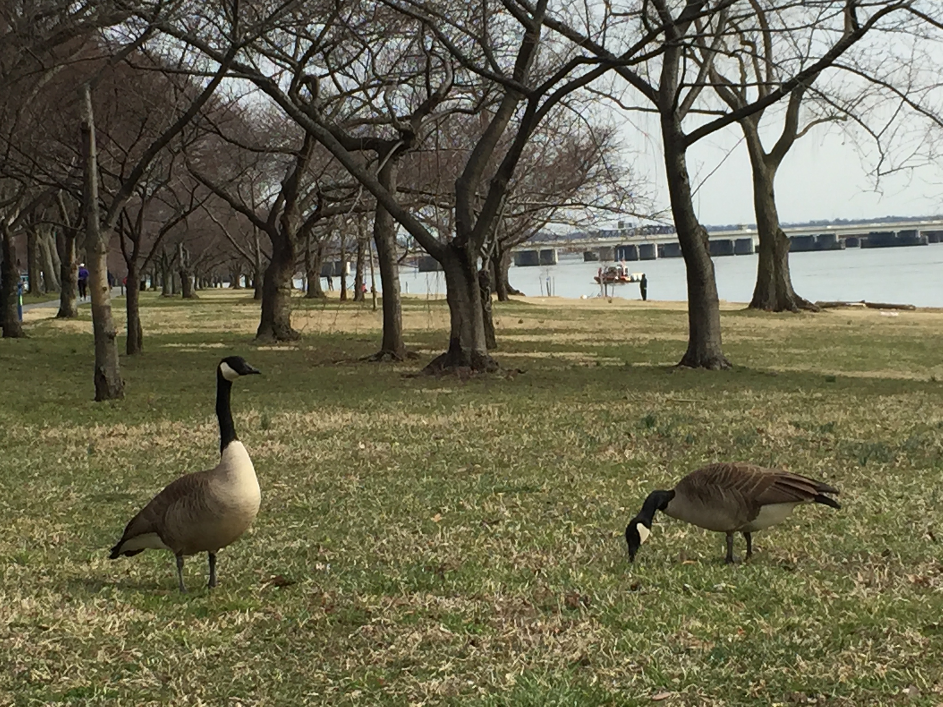 Fairfax Co. police urge residents to stop feeding local geese