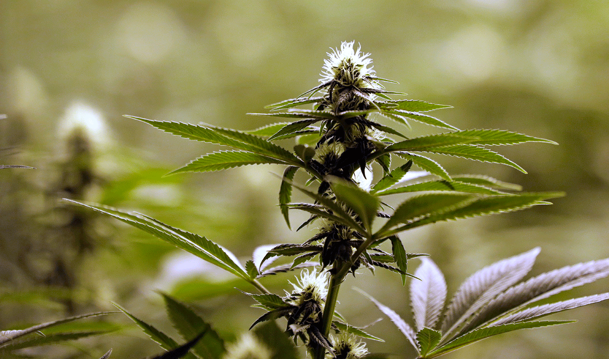 Add marijuana to the list of potentially dangerous allergens