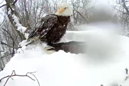 The eagle's mate has returned to the nest. (Image courtesy Pennsylvania Game Commission)