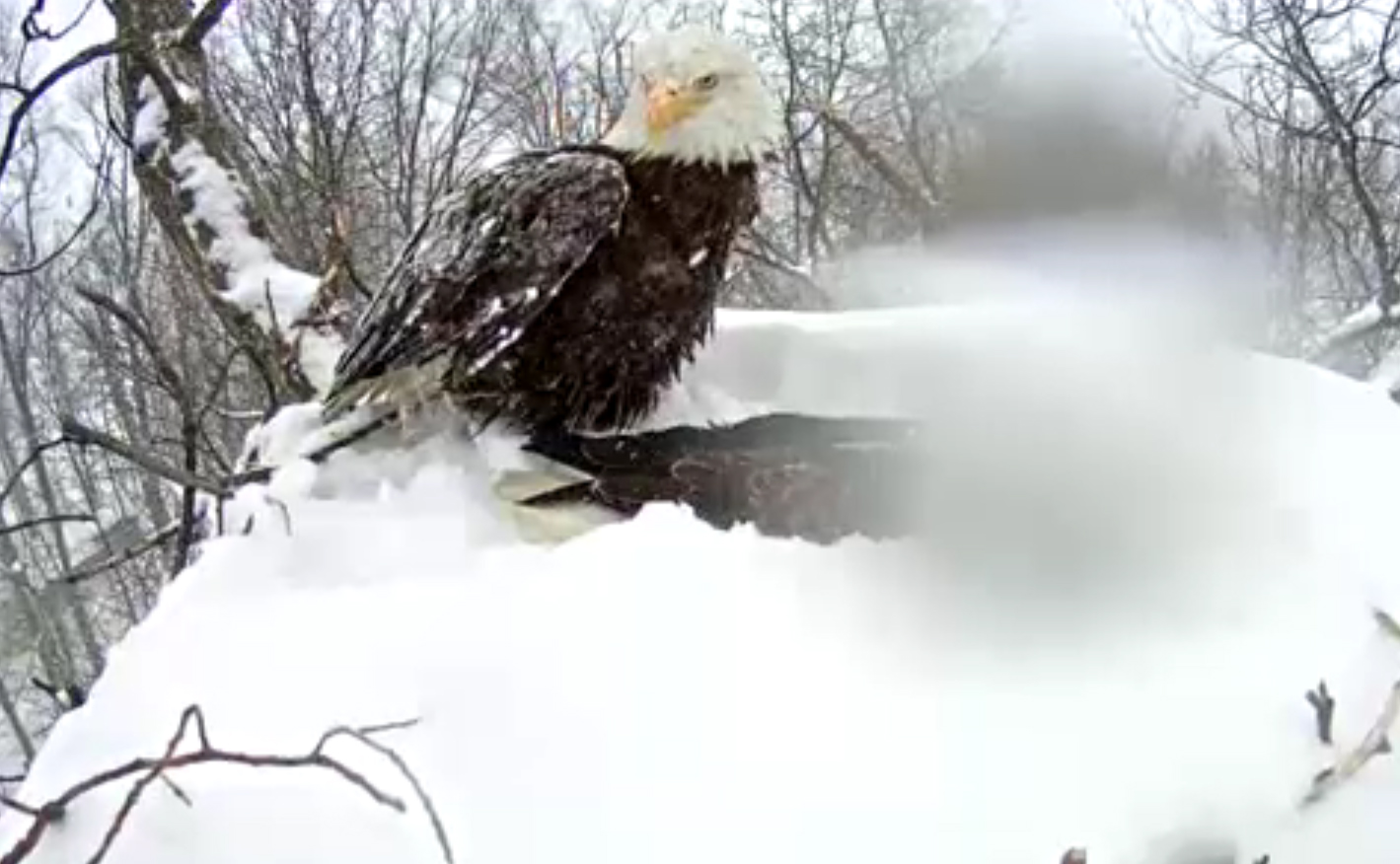 Eagle covered with snow up to the beak as it protects eggs in storm