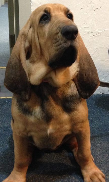 Needed: Name for bloodhound K-9