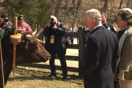 The Prince of Wales meets the oxen of Mount Vernon. He asked a few of questions about their role farming at the estate.
