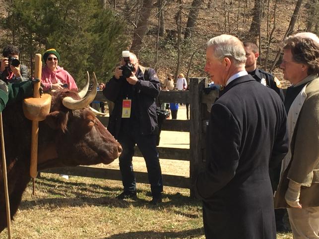 The Prince of Wales meets the oxen of Mount Vernon. He asked a few of questions about their role farming at the estate.