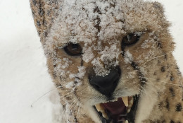 This National Zoo cheetah shares its feelings about the snow. (Courtesy National Zoo)