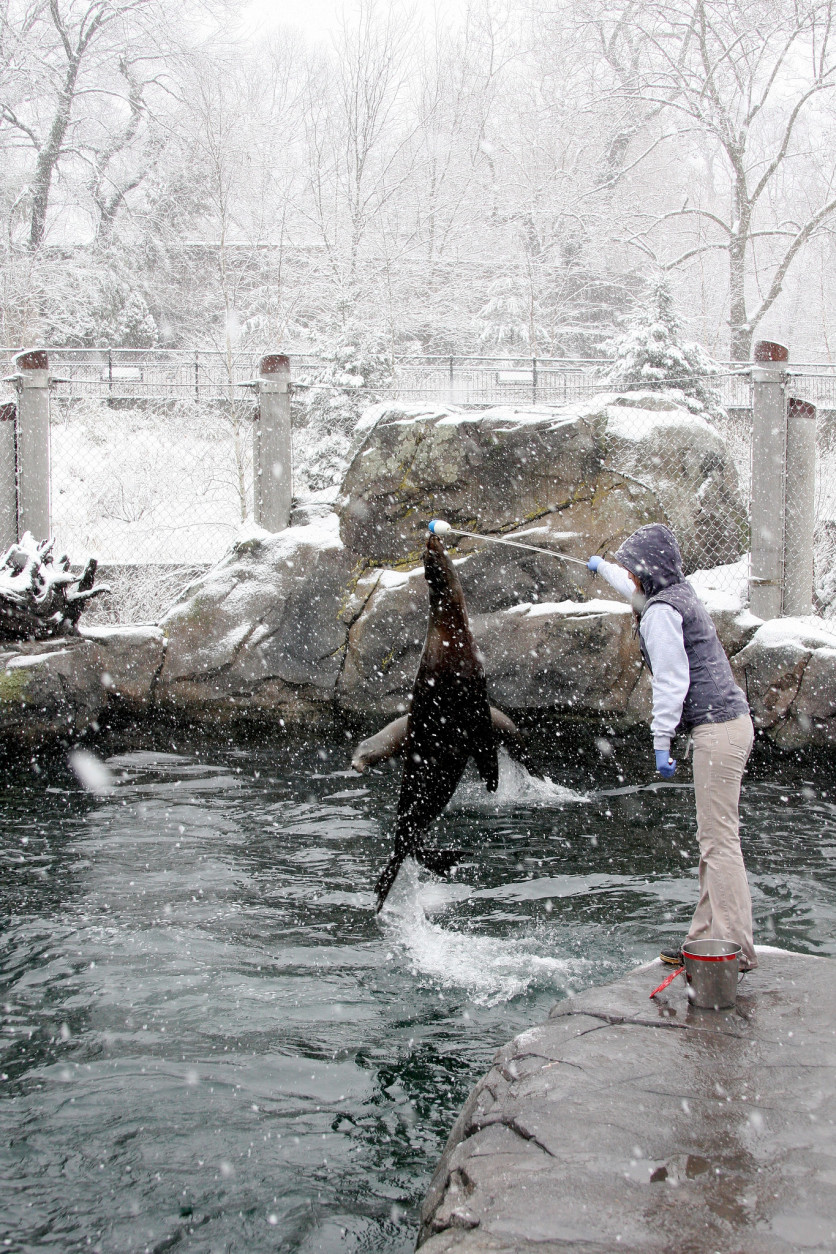 This seal had a great time in the snow on March 5. (Chelsea Grubb, Smithsonian's National Zoo)