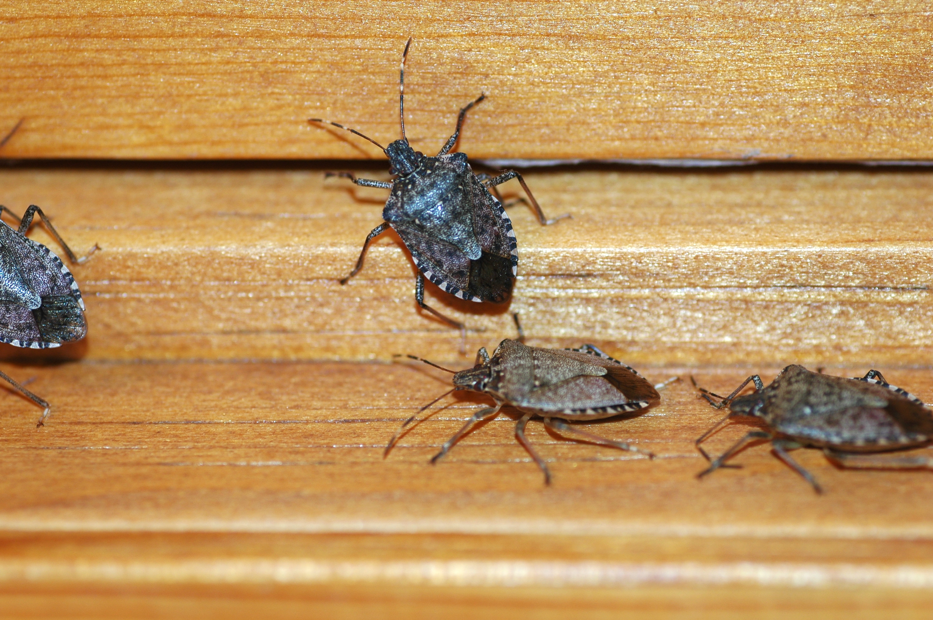 Watch for stink bugs with warmer weather