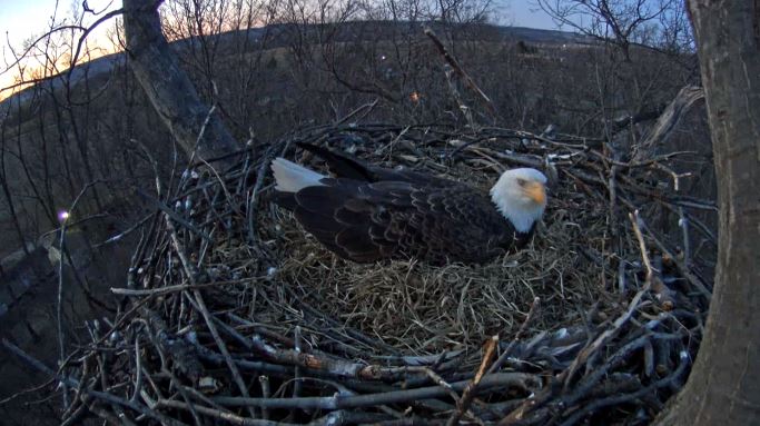 The watchful eagle is pictured as the sun sets on March 22, 2015. (Screenshot/Pennsylvania Game Commission)