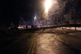 The fallen tree was blocking Massachusetts Avenue near Macomb Street in NW D.C. (WTOP/Rahul Bali)