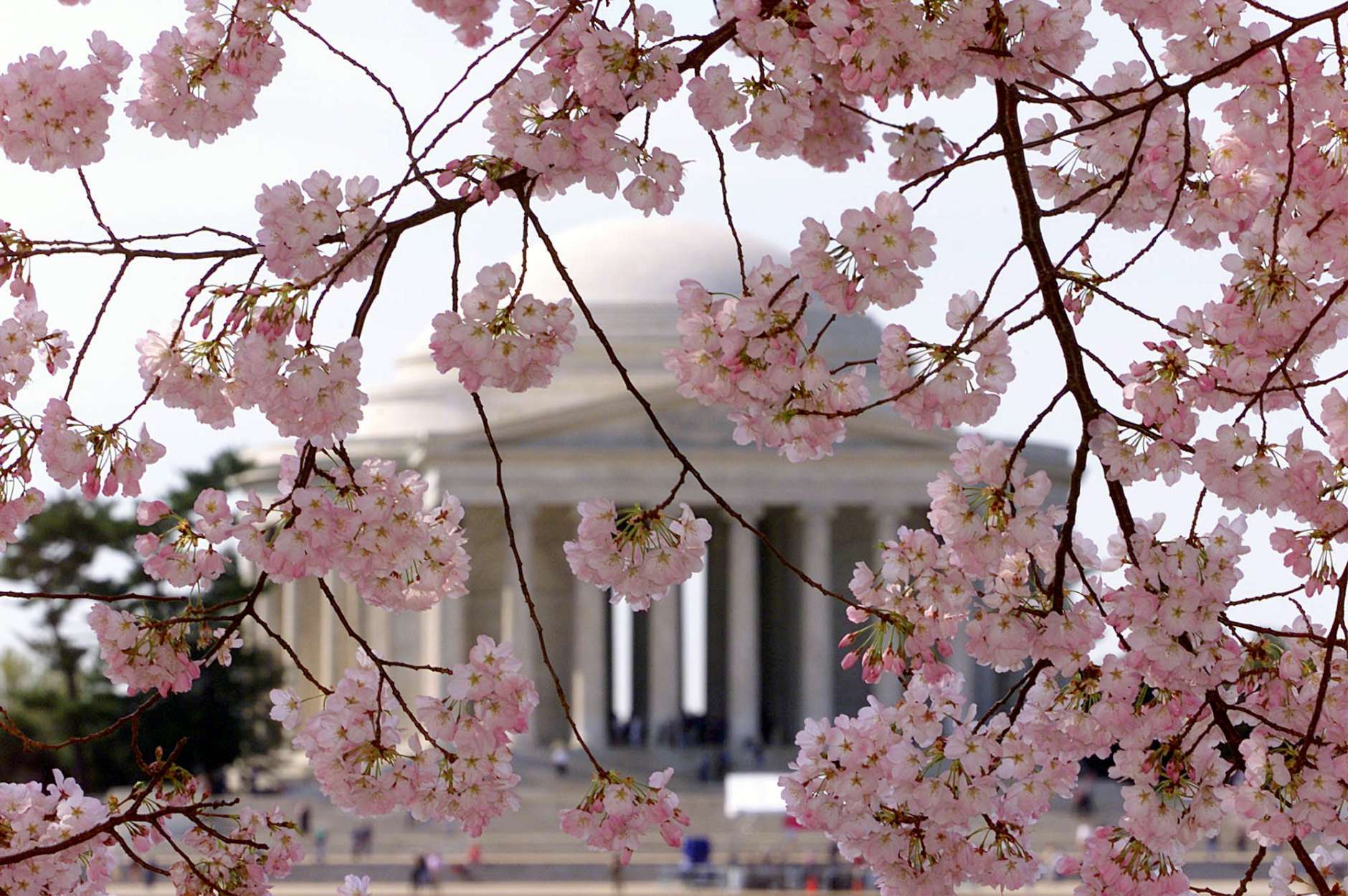 Blossoming Cherry trees frame the Jefferson Memorial in this Associated Press file photo. Peak bloom — the optimal period to see the the trees — is when 70 percent or more of the cherry blossoms are open.  (AP Photo/Ron Edmonds)