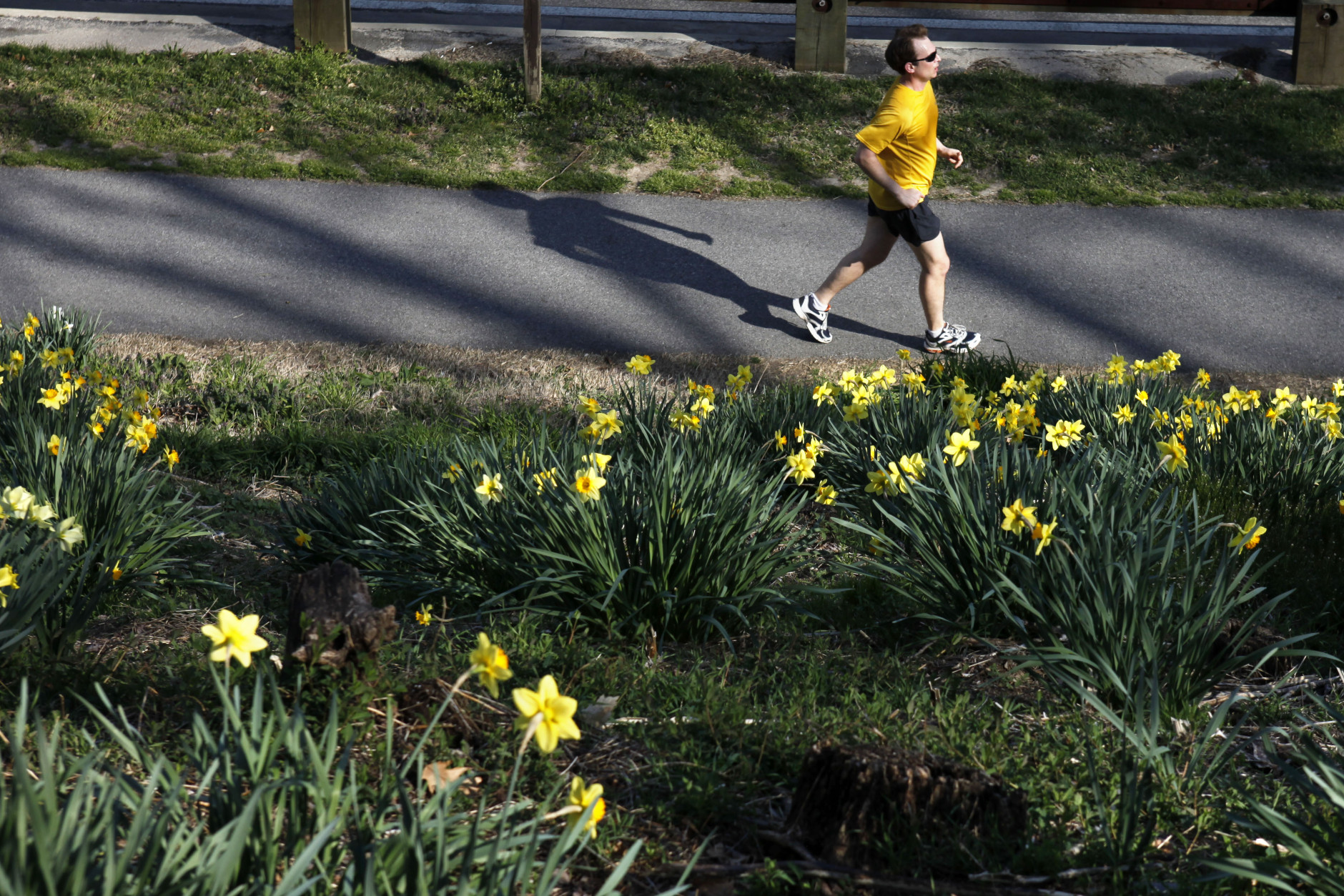 A man runs past blooming daffodils along Rock Creek Park in Washington, on Tuesday, March 13, 2012. (AP Photo/Jacquelyn Martin)