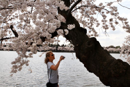 In this photo taken, Monday, March 19, 2012, a woman takes pictures of the oldest cherry blossom trees along the tidal basin in Washington. The pink and white cherry blossoms that color the U.S. capital and draw a million visitors each spring began with trees that have survived for a century. It was 100 years ago this month when first lady Helen Taft and the Viscountess Chinda, wife of the Japanese Ambassador, planted two Yoshino cherry trees on the bank of Washington's Tidal Basin. They were the first of 3,000 planted as part of a gift from the city of Tokyo as a symbol of friendship. The original pair still stands, along with about 100 of the original trees transported from Japan. (AP Photo/Jacquelyn Martin)