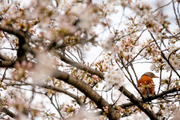 A Robin sits in a cherry blossom tree along the Tidal Basin in Washington, Tuesday, April 7, 2015. Officials are calling for a peak bloom period from April 11-14th. (AP Photo/Andrew Harnik)